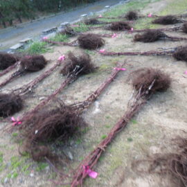 【植物科学科】果樹 苗木の出荷を行いました 【植物科学科】果樹 苗木の出荷を行いました