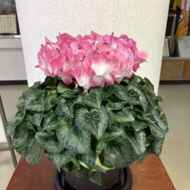 【植物科学科】玄関と校長室を彩りました