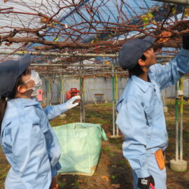【植物科学科】果樹　ぶどうの整枝剪定をしました
