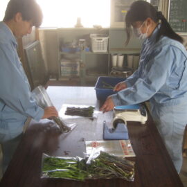 【植物科学科】珍しい菜花を栽培しています。