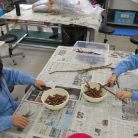 【植物科学科】果樹　接木実習が始まりました（１）