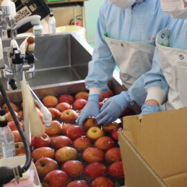 【食品科学科】リンゴジャムの製造実習を行いました。