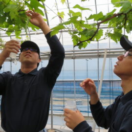 【植物科学科】果樹　デラウェアのジベレリン処理を行いました。
