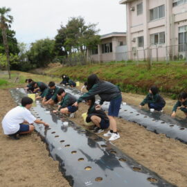 【植物科学科】1年　農業と環境　スイートコーンの播種をしました