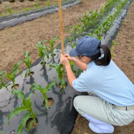 【植物科学科】１年農業と環境　スイートコーンの生育調査をしました