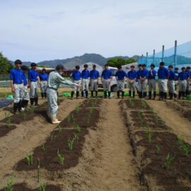 【環境科学科】スイートコーンの定植を行いました