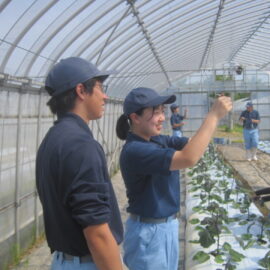 【植物科学科】ナスの誘引実習をしました。
