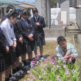 【植物科学科】シランの交配実習を行いました。