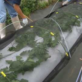 【植物科学科】今年も栽培します！出雲おろち大根♪