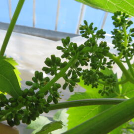 【植物科学科】果樹　神紅・ｼｬｲﾝﾏｽｶｯﾄの花穂整形をおこないました