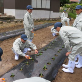 【植物科学科】1年　農業と環境　スイートコーンの間引き・追肥をおこないました