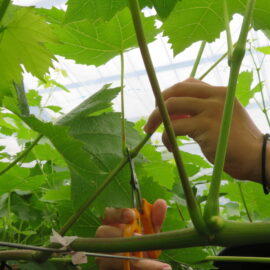 【植物科学科】果樹　副梢管理を日々おこなっています
