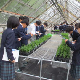 【環境科学科】スイートコーンの生育調査を行いました
