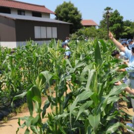 【植物科学科】農業と環境　生育調査を継続して行っています