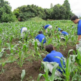 【環境科学科】圃場の除草作業を行いました