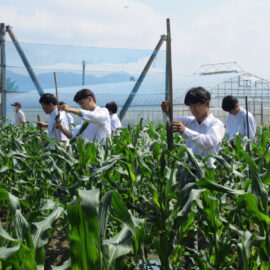 【環境科学科】スイートコーンの定植後生育調査を行いました。