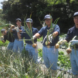 【植物科学科】タマネギの収穫をしました！