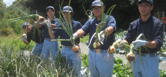 【植物科学科】タマネギの収穫をしました！