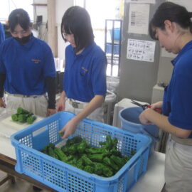 【植物科学科】ピーマンの収穫・調整実習