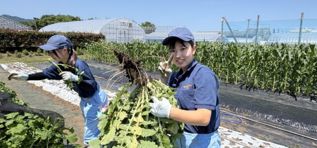 【植物科学科】出雲おろち大根を収穫しました！
