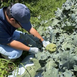 【植物科学科】野菜の有機栽培に取り組んでいます！