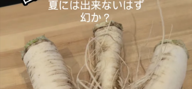 【植物科学科】出雲おろち大根がついに！