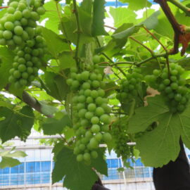 【植物科学科】果樹　デラウェアの摘粒をおこないました