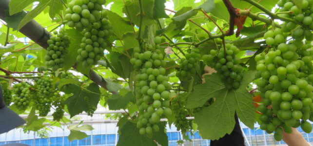 【植物科学科】果樹　デラウェアの摘粒をおこないました