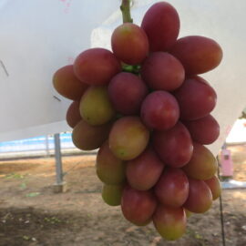 【植物科学科】果樹　神紅が順調に色づいてきました