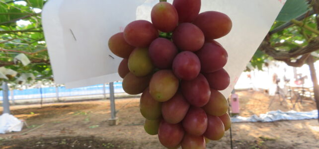 【植物科学科】果樹　神紅が順調に色づいてきました