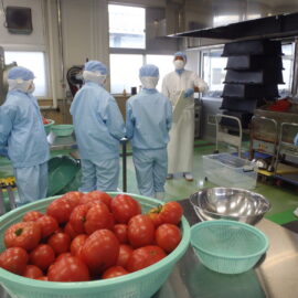 【食品科学科】１年総合実習　ジュース用トマトのカット