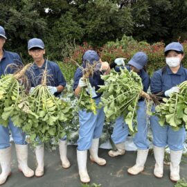 【植物科学科】出雲おろち大根収穫２回目！