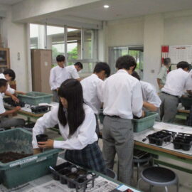 【環境科学科】ハクサイの播種を行いました