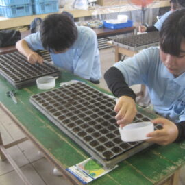 【植物科学科】秋野菜の種まきをしました！