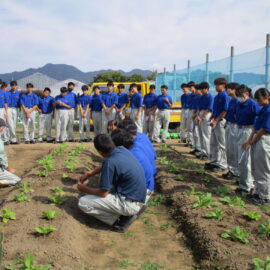 【環境科学科】ハクサイの定植・薬剤散布を行いました。