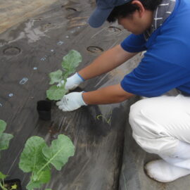 【植物科学科】珍しい野菜を栽培します