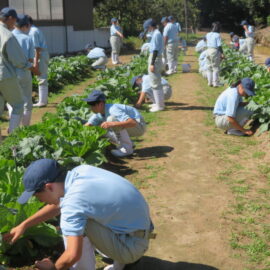 【植物科学科】1年農業と環境 ハクサイの追肥をしました 【植物科学科】1年農業と環境 ハクサイの追肥をしました