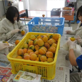 【植物科学科】果樹　柿の収穫をしました